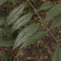 Lasianthus neolanceolatus Ridsdale